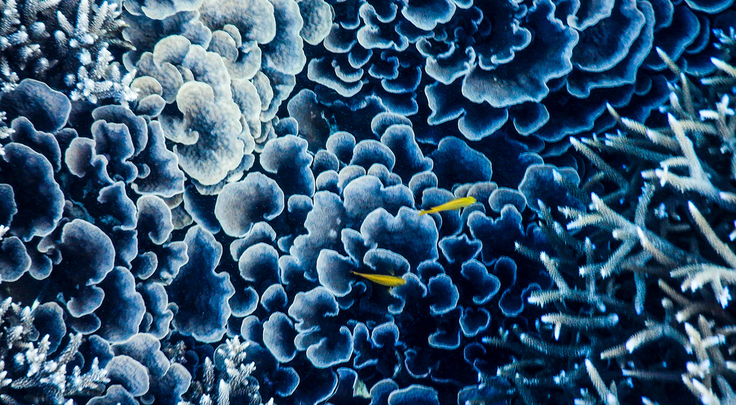 Corals