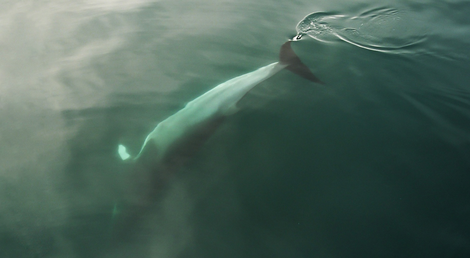Minke whale